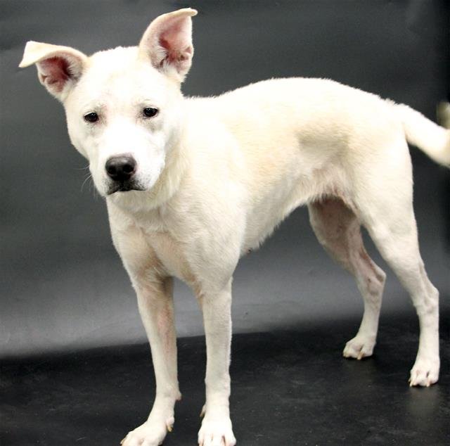 DAWN - Australian Kelpie available for adoption