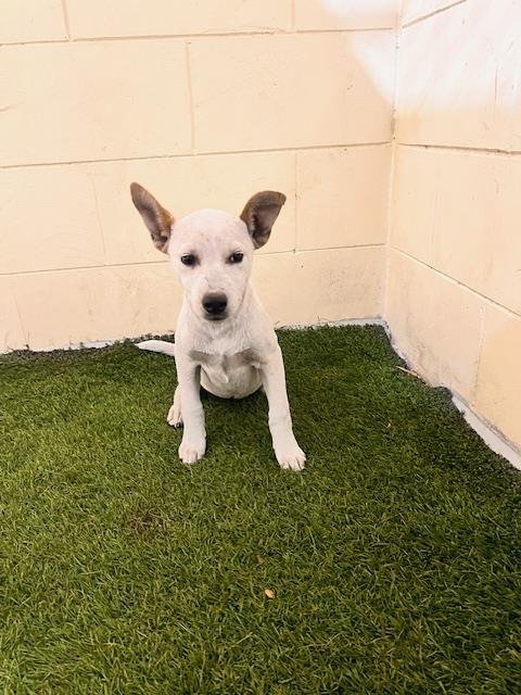 BETTY - Bulldog available for adoption