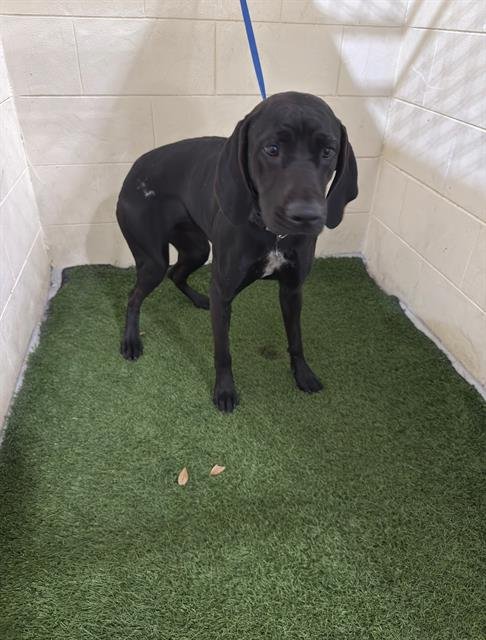 LYRIC - Labrador Retriever available for adoption