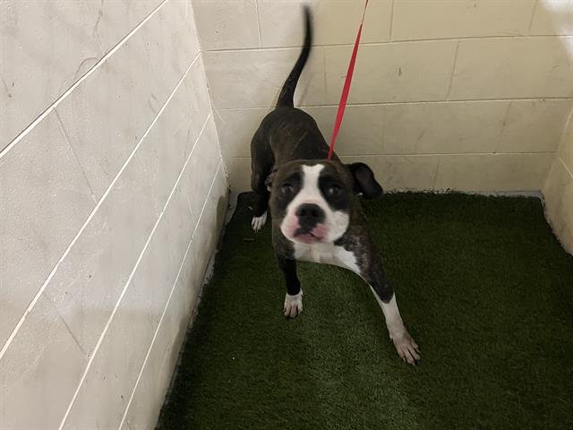 OREO - Bulldog available for adoption