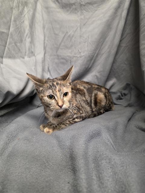 JUPITER - Domestic Short Hair available for adoption