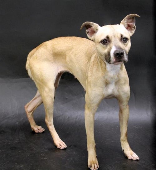 KARLA - Black Mouth Cur available for adoption