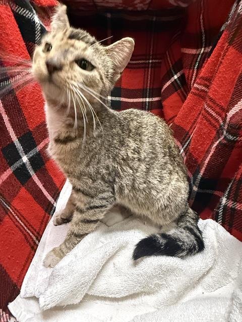 BUTTONS - Domestic Short Hair available for adoption