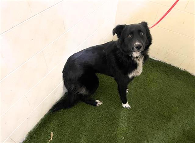 MOLLY - Border Collie available for adoption