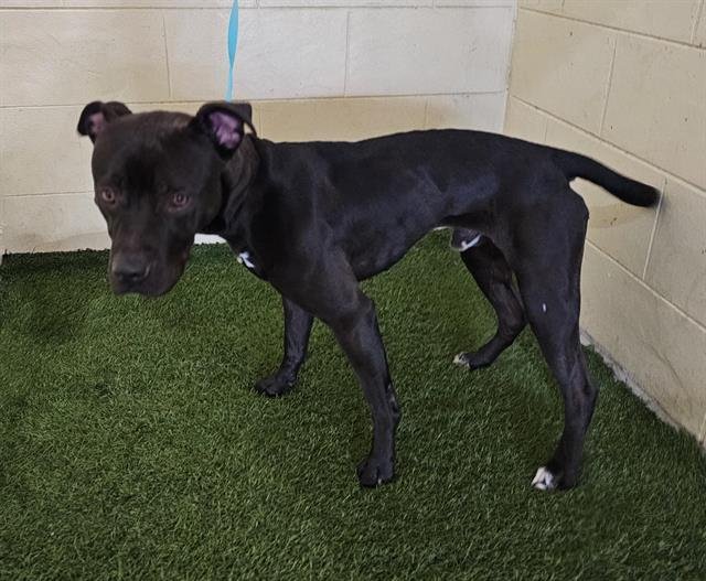 JAX - Bulldog available for adoption