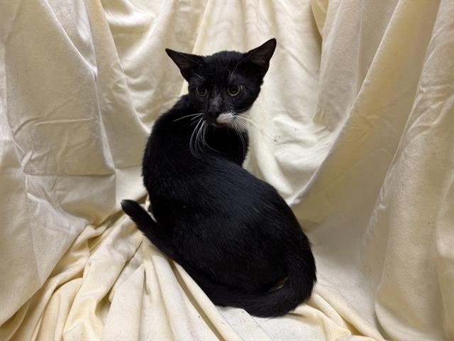 TWILIGHT - Domestic Short Hair available for adoption