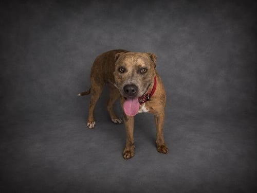 PEANUTS - Bulldog for adoption in Lakeland