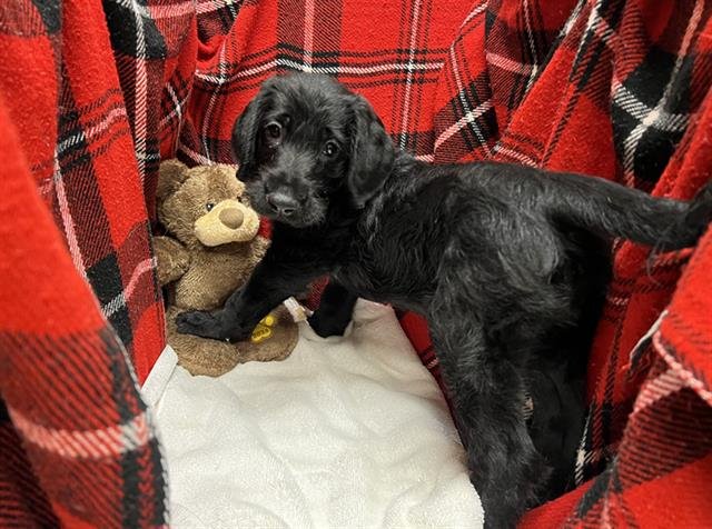 A1254852 - Flat-coated Retriever available for adoption