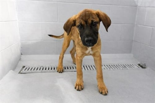 EGYPT - Black Mouth Cur available for adoption