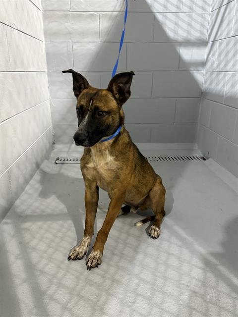 JACK - Belgian Shepherd Malinois available for adoption