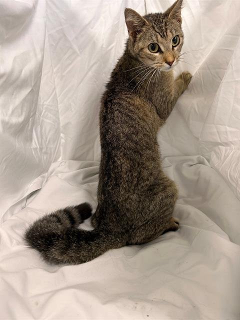 ASH - Domestic Short Hair available for adoption