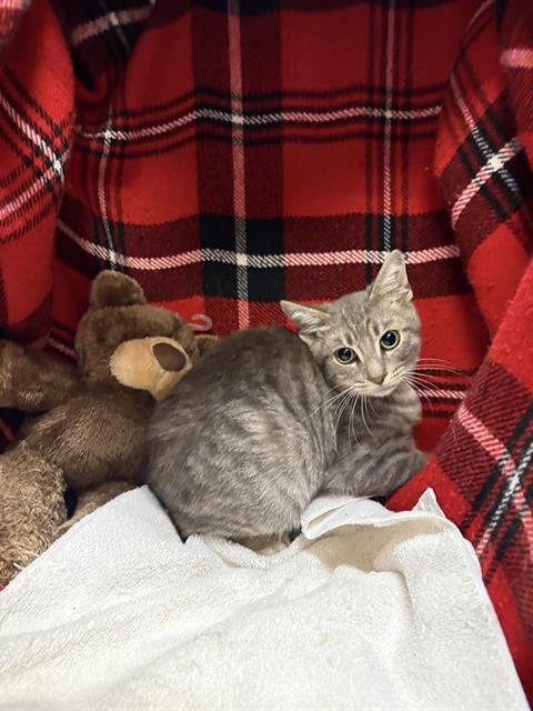 DIPPER - Domestic Short Hair available for adoption