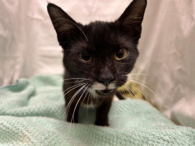 THORN - Domestic Short Hair available for adoption