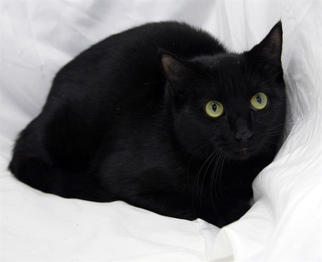 DUSK - Domestic Short Hair available for adoption