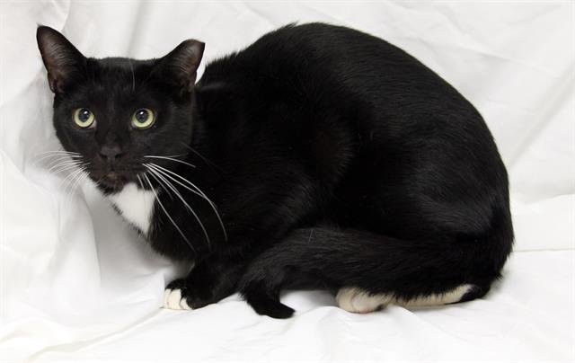 MORRY - Domestic Short Hair available for adoption