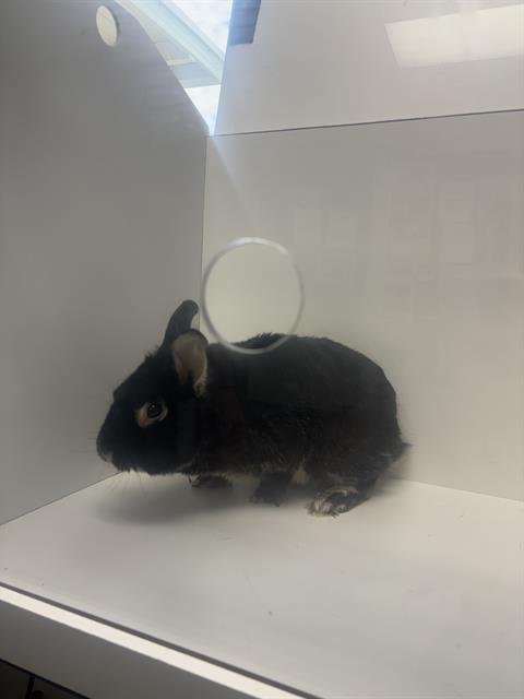 BUGS BUNNY - Shorthaired Rabbit available for adoption