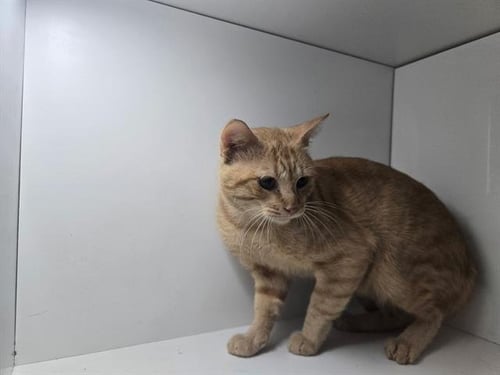 KAM - Domestic Short Hair available for adoption