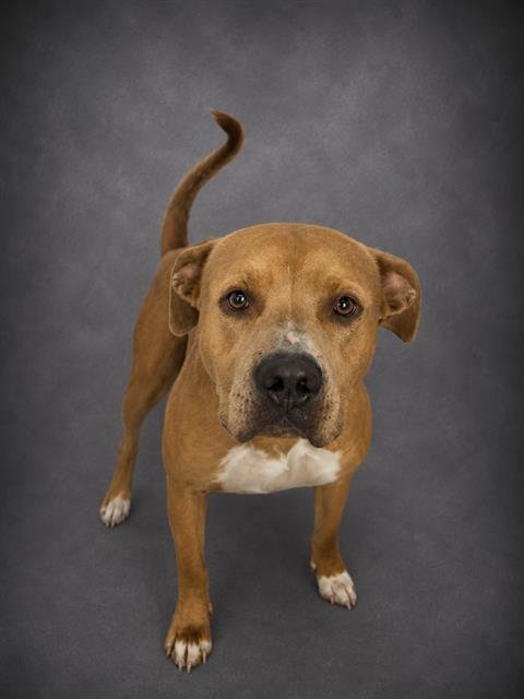 BENNY - Bulldog available for adoption