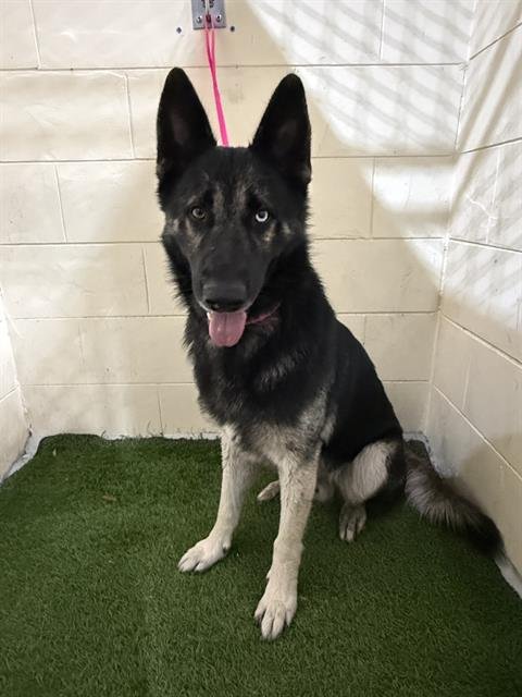 A1259185 - German Shepherd Dog available for adoption