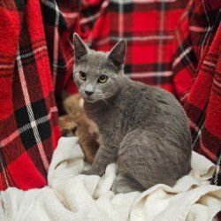 MARIA - Domestic Short Hair available for adoption