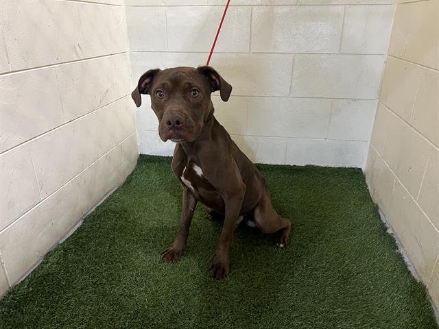 CHOCO LOCO - Bulldog available for adoption