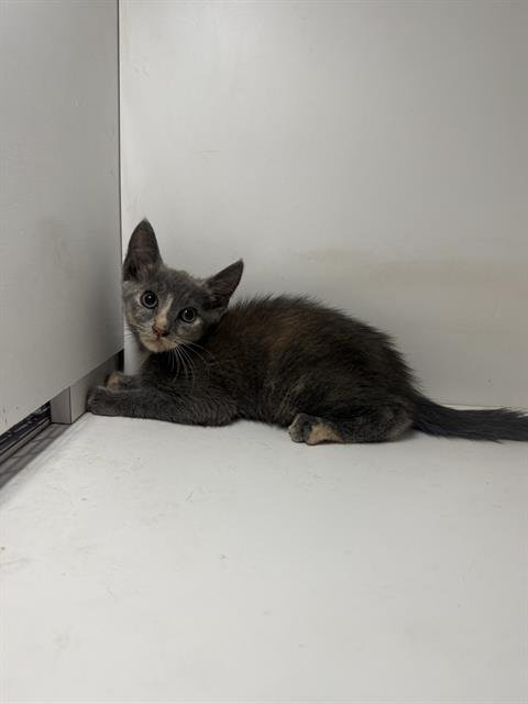 EMBER - Domestic Short Hair available for adoption