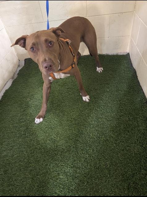 BENS - Bulldog available for adoption