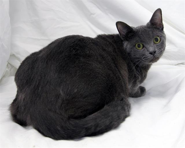 BUD - Domestic Short Hair available for adoption