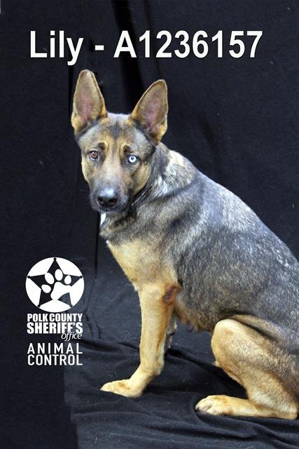 LILY - German Shepherd Dog for adoption in Lakeland