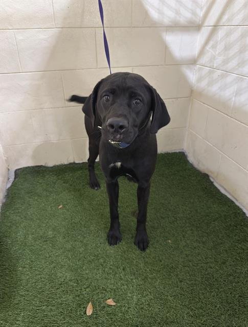 HARMONY - Labrador Retriever available for adoption