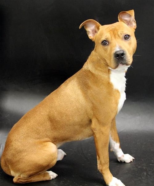 HENRY - Bulldog available for adoption