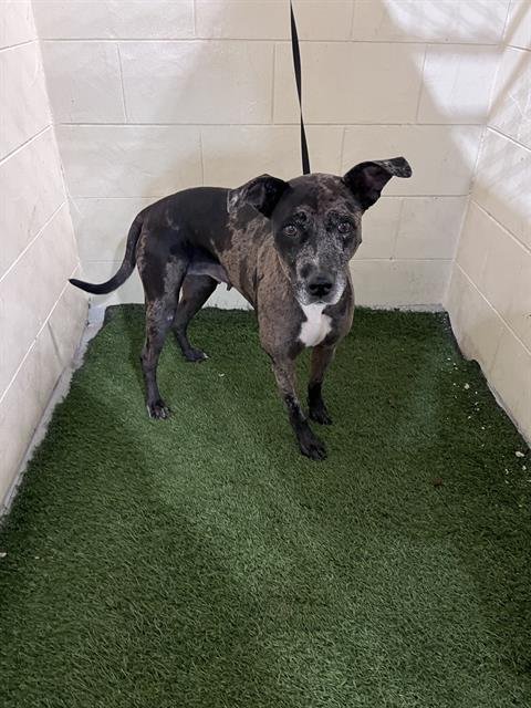 SAVANNAH - Plott Hound available for adoption