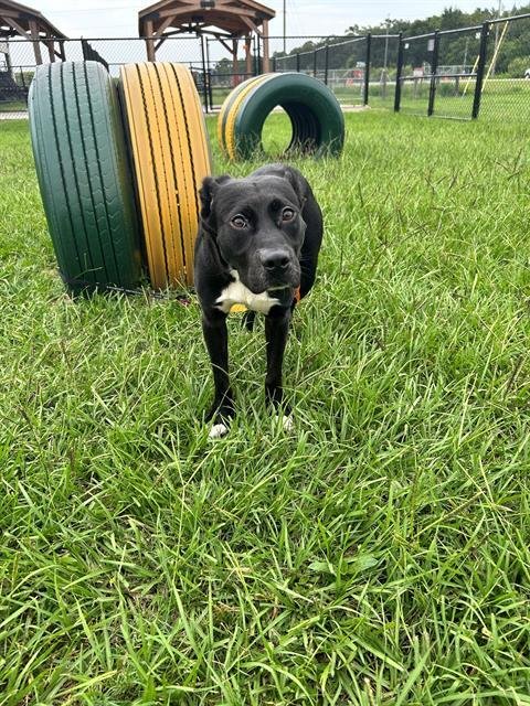 A1275570 - Labrador Retriever available for adoption