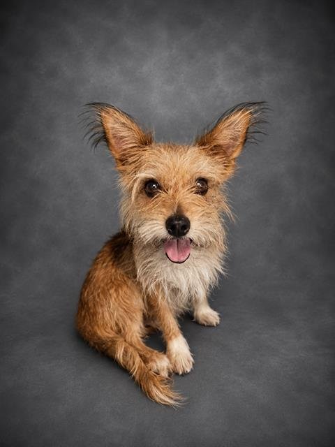 RAINE Image