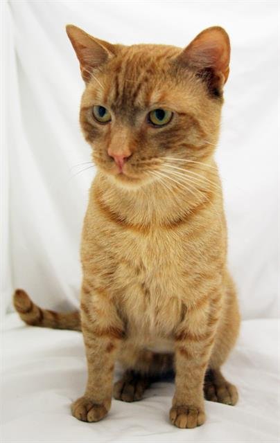 HARRY - Domestic Short Hair available for adoption