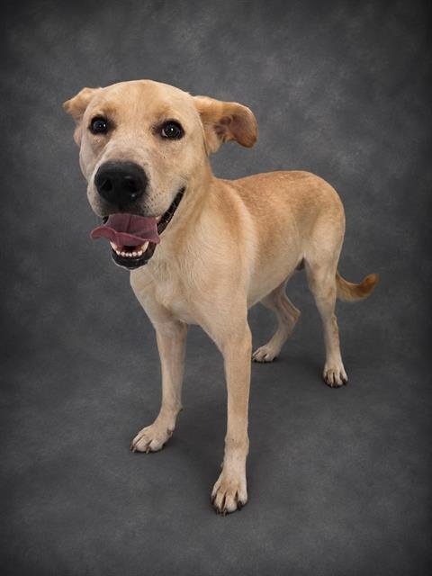 Q-BERT - Labrador Retriever available for adoption