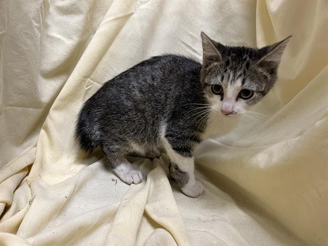 TOBY - Domestic Short Hair available for adoption
