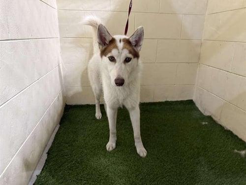 KATRINA - Siberian Husky available for adoption