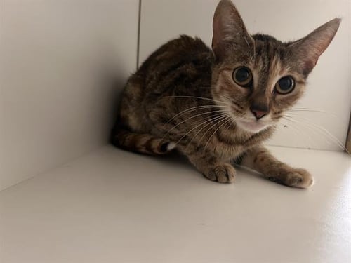 ANNELISE - Domestic Short Hair for adoption in Lakeland