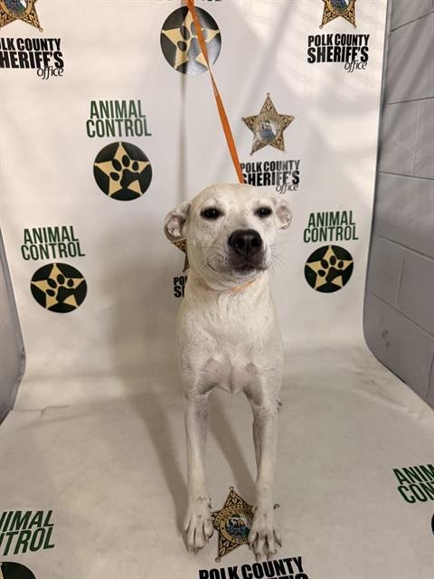 DEZ - Labrador Retriever available for adoption