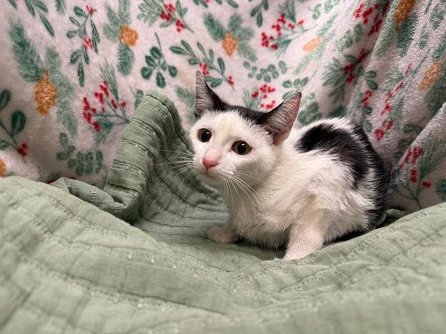 A1259228 - Domestic Short Hair available for adoption