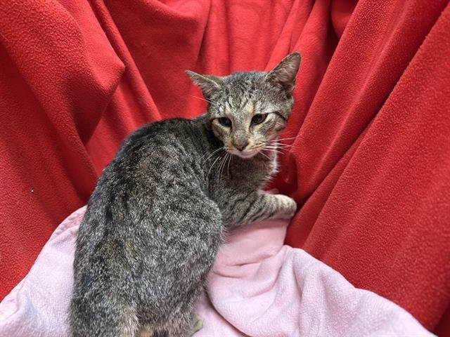 BOLT - Domestic Short Hair available for adoption