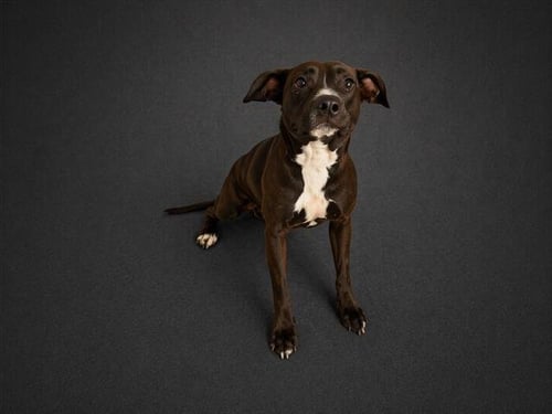 HERSHEY - Bulldog available for adoption