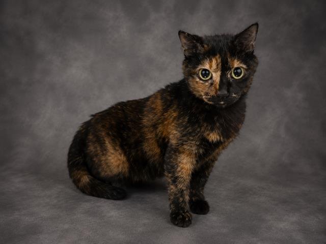 ESMERALDA Image