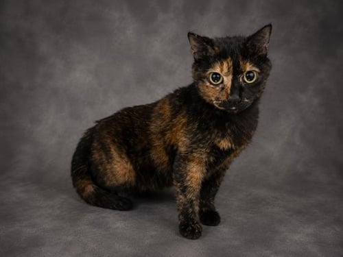 ESMERALDA - Domestic Short Hair available for adoption