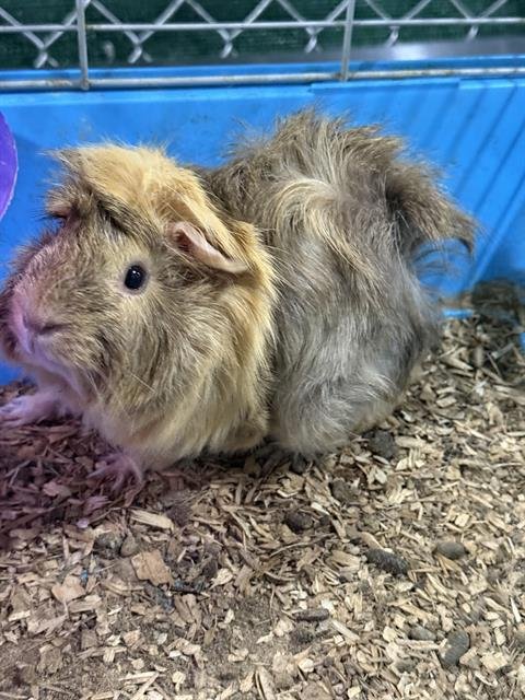 HONEY - Guinea Pig available for adoption