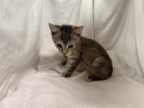 POTATIE - Domestic Short Hair available for adoption