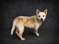 SASHA - Photo 1