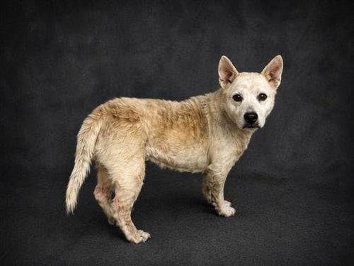 SASHA - Dutch Shepherd available for adoption