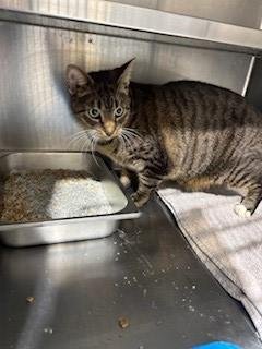 DION - Domestic Short Hair available for adoption